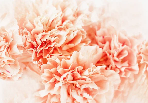 Pastel yumuşak turuncu veya şeftali rengi karanfil çiçek. Çiçek arka plan