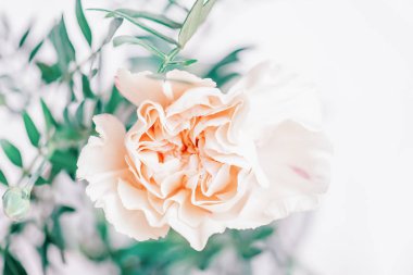 Pastel pembe şeftali karanfil çiçek yakından yumuşak odak noktası. Kopya alanı