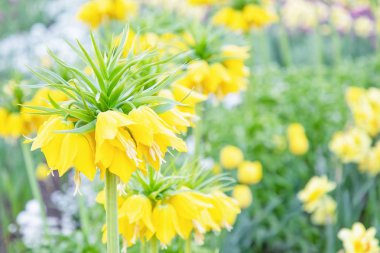 Sarı taç Imperial veya fritillaria imperialis Çiçek Doğa arka plan üzerinde. Sarı ve yeşil renkler