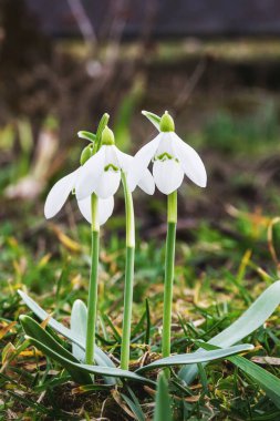 İlk Bahar kardelen doğa arka plan üzerinde