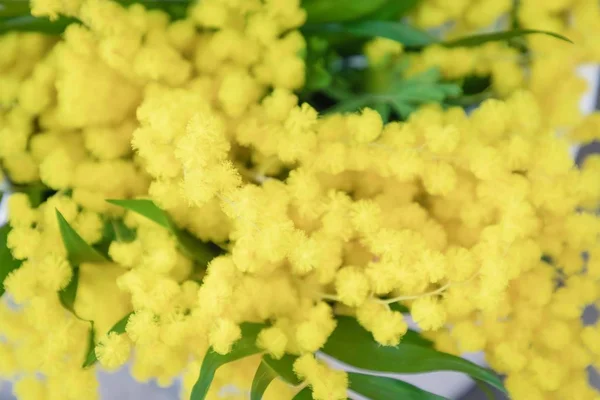 Blumenstrauß Aus Gelben Mimosen Schöne Flauschige Frühlingsblumen — Stockfoto