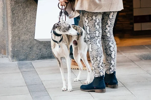 Anmutiger spanischer Windhund, der neben dem Besitzer auf der Straße steht — Stockfoto