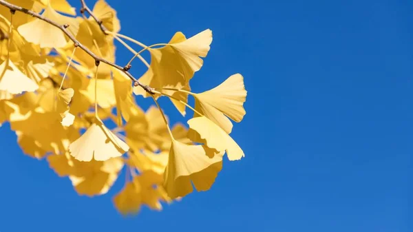Ginkgo Biloba sonbahar yaprakları ve derin mavi gökyüzü. Uzay kopyalayın. 16:9