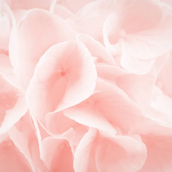 Color coral de moda. Hermosas flores de hortensia o hortensia. Fondo de flora de hortensias — Foto de Stock