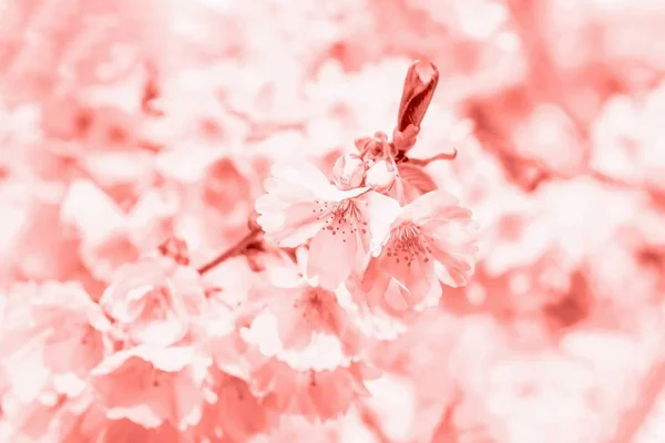 Trendy coral color. Delicate spring cherry blossom sakura. Spring background