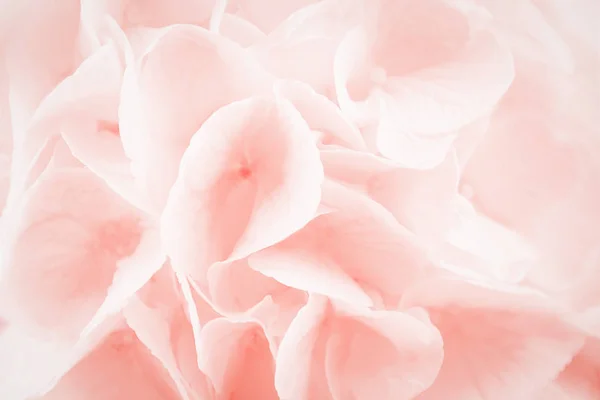 Color coral de moda. Hermosas flores de hortensia o hortensia. Fondo de flora de hortensias — Foto de Stock