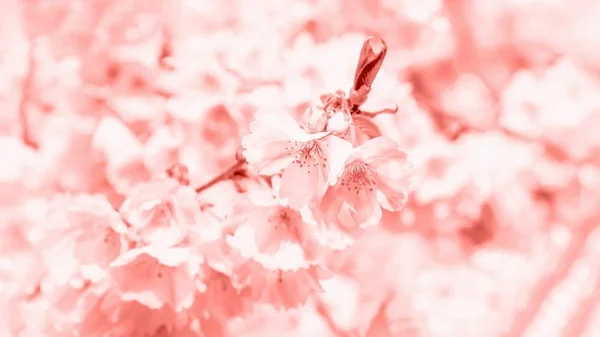 Trendy coral color. Delicate spring cherry blossom sakura. Spring background. 16:9