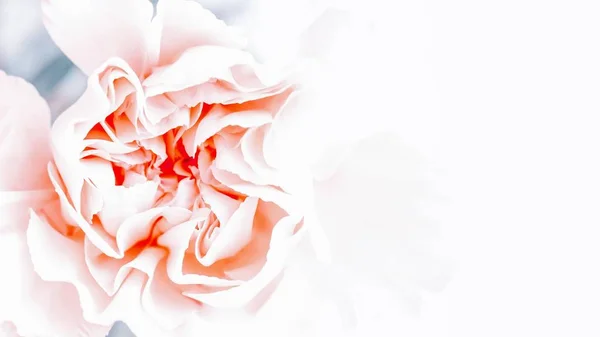 Enfoque suave de flor de clavel de melocotón rosa. Copiar espacio. 16: 9 . — Foto de Stock
