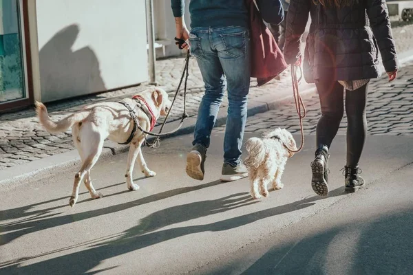 Para spacerująca z dwoma psami na ulicy. Efekt blask słońca — Zdjęcie stockowe