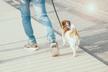 Köpek ile sokakta yürüyen adam. Dostluk kavramı. Güneş parlama efekti