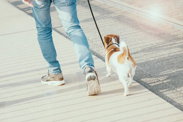 Um homem a passear com um cão na rua. Conceito de amizade. Efeito de brilho solar — Fotografia de Stock
