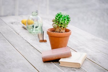 Yeşil kaktüs ve hafif ahşap arka plan üzerinde iki kitap