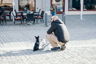Weimar, Almanya. 30 Mart 2019. Şık genç adam ve şehir merkezinde iki küçük köpek