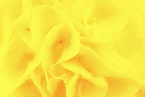 Color amarillo limón fondo floral. Hortensia amarilla o flores de hortensia — Foto de Stock