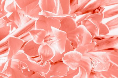 Mercan renk Glayöl çiçekler desen arka plan. Çiçek arka plan