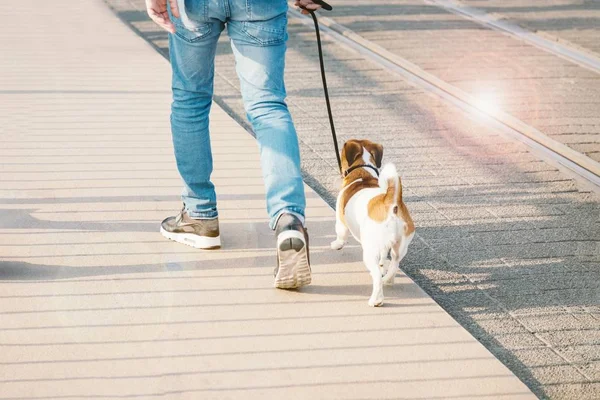 Człowiek chodzenie z psem na ulicy. Koncepcja przyjaźni. Efekt blasku słońca. Kopiuj przestrzeń — Zdjęcie stockowe