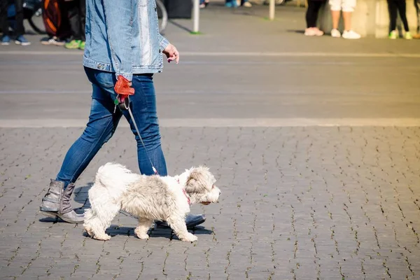 Kvinna med liten vit hund på promenad på en stadsgata. Kopiera utrymme — Stockfoto