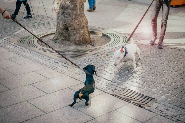 Psy spotkały się na ulicy. Czarny jamnik i biały bull terrier pies są zapoznanie — Zdjęcie stockowe
