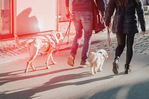 Par promenader med två hundar på gatan. Sol bländning effekt, röd tonas — Stockfoto