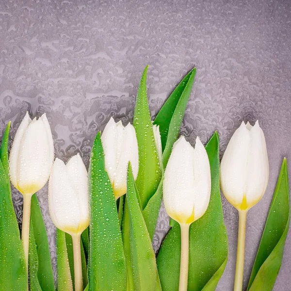 Hermosos tulipanes blancos con rocío sobre un fondo gris. Vista superior, espacio de copia — Foto de Stock