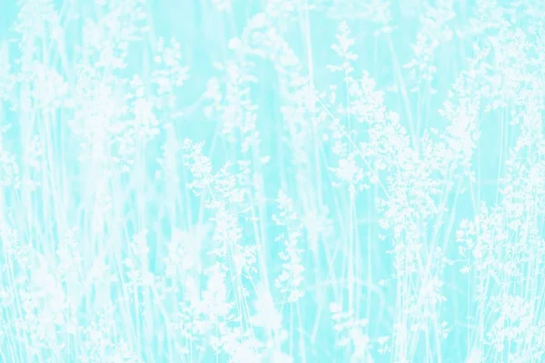 Türkis blau aqua Farbe Gras Hintergrund, Textur florales Muster — Stockfoto