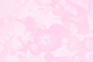 Narin çiçek desenli açık pembe degrade renk arka plan. Lale arka plan