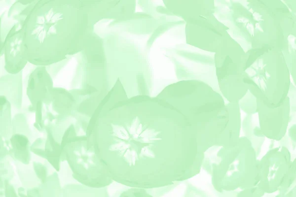 Fondo de color neo menta de moda con delicado patrón floral tulipanes — Foto de Stock