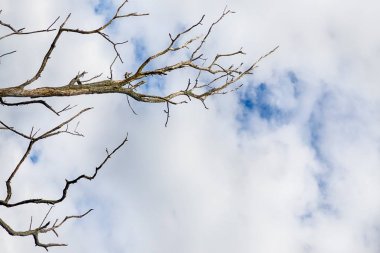 Mavi bulutlar ile beyaz kış gökyüzü arka plan üzerinde kuru ağaç dalları. Kopyalama alanı