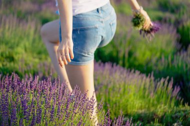 Kız el lavanta alanında taze güzel lavanta bir buket tutan. Yaz