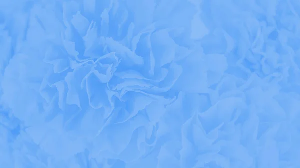 Blauer Farbverlauf Nelkenblumen Hintergrund. 16: 9-Panoramaformat — Stockfoto