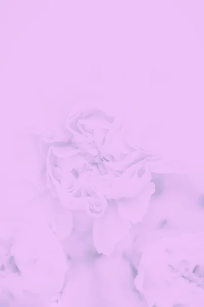 Doux fond floral rose pastel gris. Espace de copie — Photo