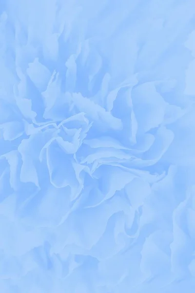 Blue gradient carnation floral background, flowers pattern