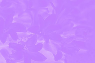 Narin çiçek desenli mor mor degrade renk arka plan