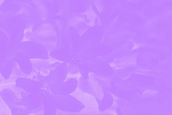 Purple violet gradient color background with delicate floral pattern — Stock Photo, Image