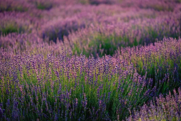 Beautiful purple lavender field. Soft evening light. Scenic landscape — Stock Photo, Image