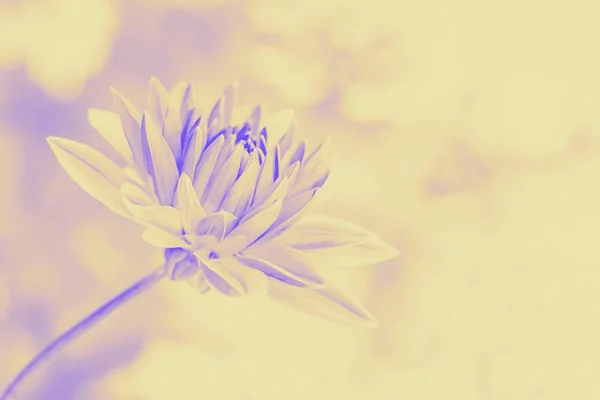 Hermosa flor de dalia sobre un fondo claro. Copiar espacio. Pastel naranja violeta tonificado — Foto de Stock