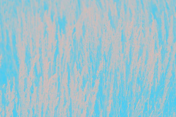 Őszibarack színes fű minta a kék türkiz háttér — Stock Fotó