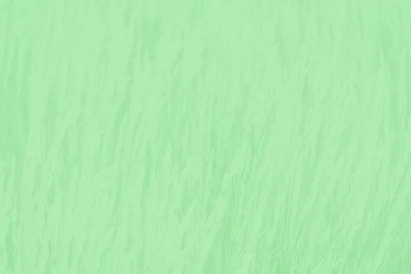 Trendig Neo Mint färg bakgrund, fluffigt gräs mönster — Stockfoto