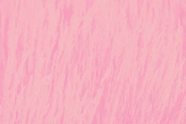 Rosa Farbe Gras Muster, absrtact Textur Hintergrund — Stockfoto