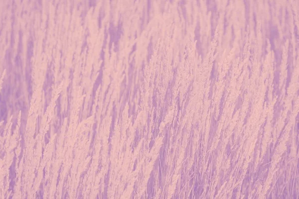 Powder color grass pattern on a light purple violet background — Stock Photo, Image