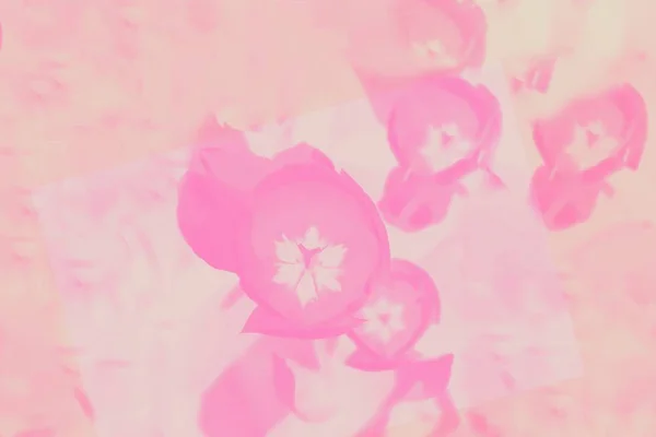 Fond dégradé de couleur rose clair avec motif floral. Contexte abstrait — Photo