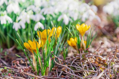 Bahar. Sarı çiçekler crocuses ve kardelen, doğa arka plan