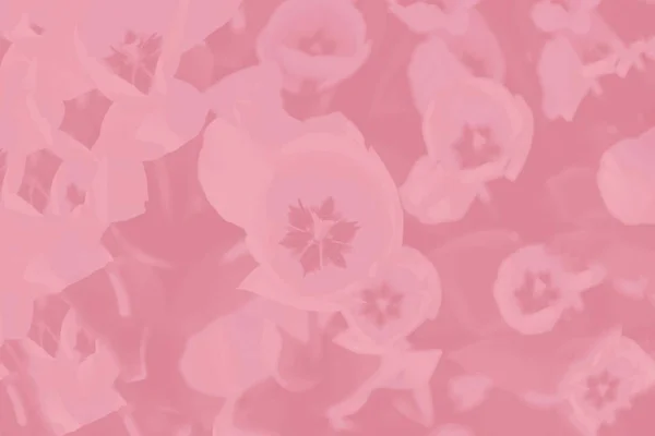 花柄のコーラルピンクのグラデーションの背景。抽象的な背景 — ストック写真