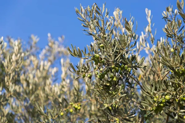 Mavi arka planda yeşil zeytin ve zeytin dalları. Zeytin Dağı, Kudüs, İsrail