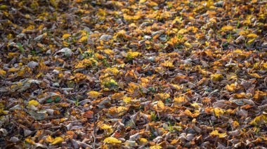 Kuru sarı ve turuncu sonbahar yaprakları arka planda. Hint yazı. 16: 9 panoramik biçimi