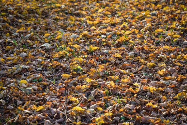 Suchy żółty i pomarańczowy jesień liście tło. Lato indyjskie. — Zdjęcie stockowe