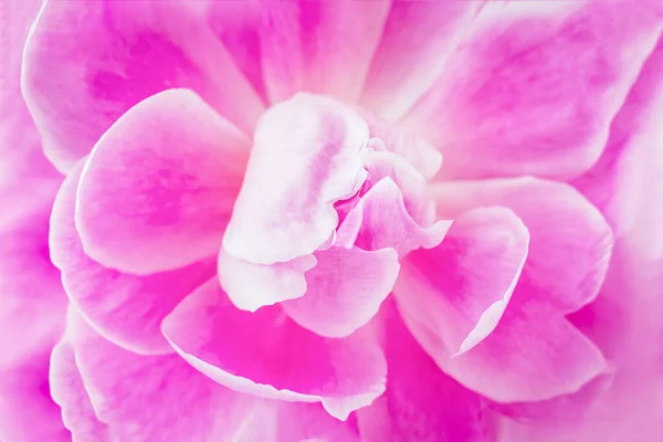 Flor Peonía Enfoque Suave Fondo Floral Rosa — Foto de Stock