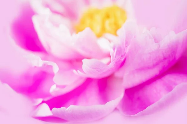 Flor Peonía Enfoque Suave Fondo Floral Rosa — Foto de Stock