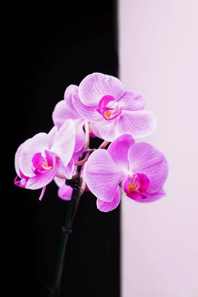 Flores Orquídea Phalaenopsis Rosa Sobre Fondo Blanco Negro — Foto de Stock