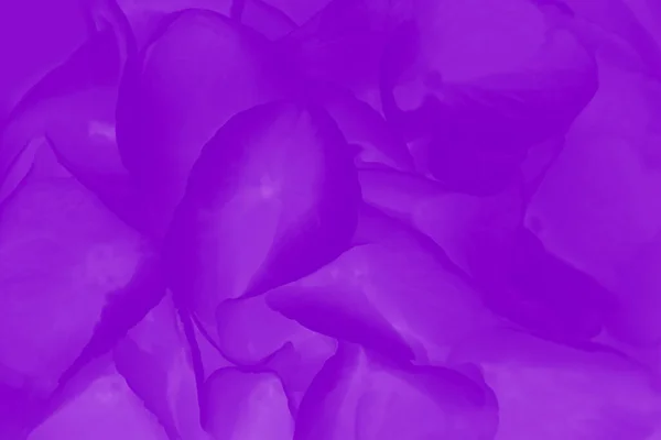 Purple Violet Abstract Background Hydrangea Hortensia Flowers Pattern Floral Background — Stock Photo, Image